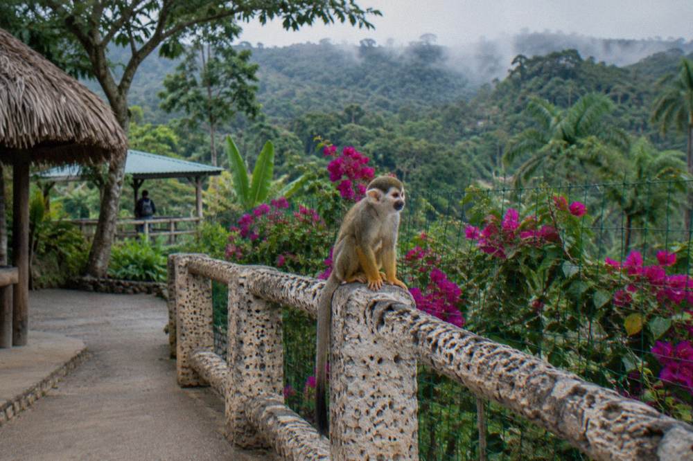 Squirrel monkey on a pockmarked limestone rail in a fenced garden with bougainvillea and mist beyond
