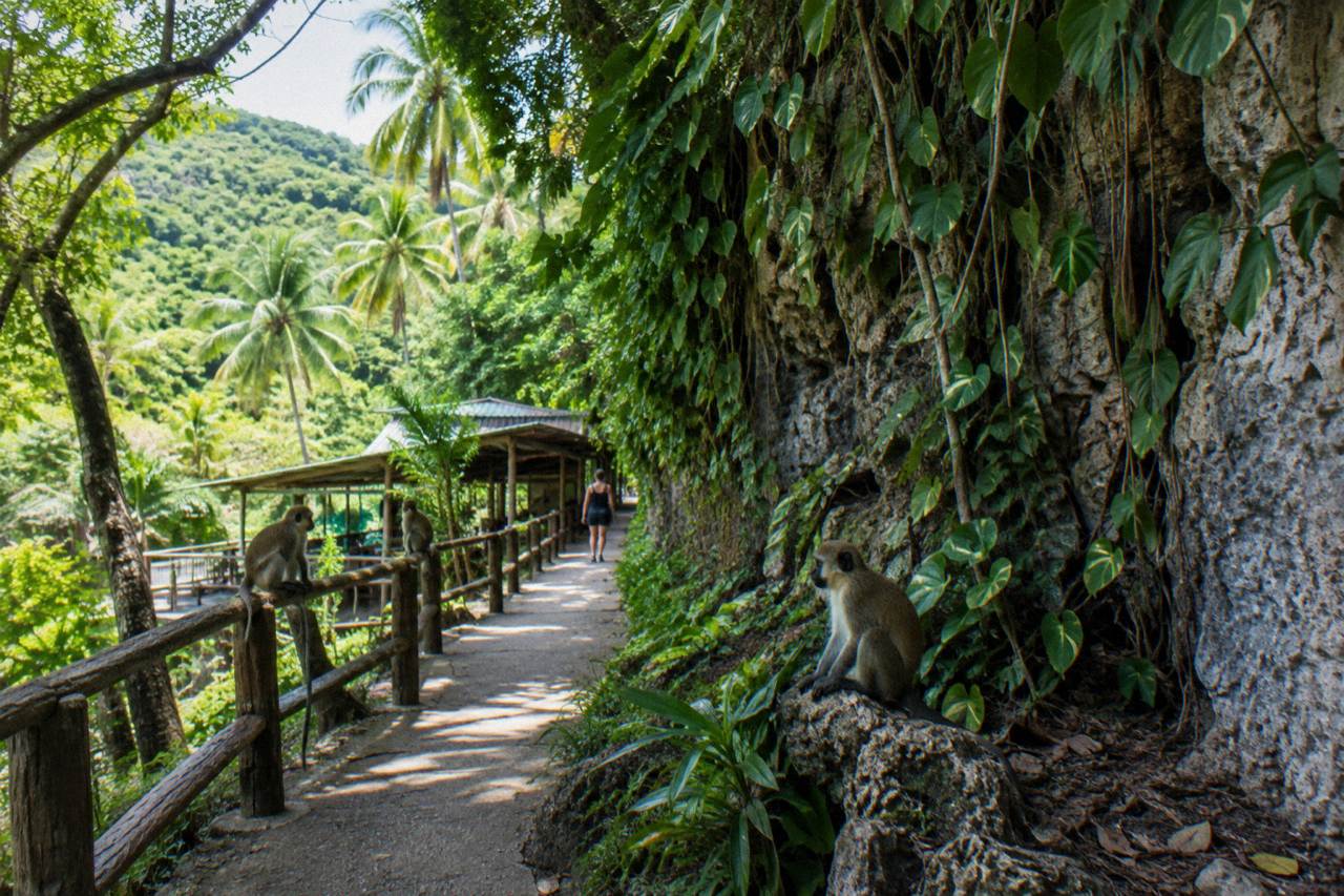 Jungle trail bordered by tropical plants and wooden fencing under bright daylight in the Dominican Republic