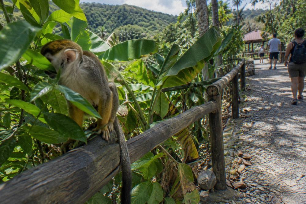 Squirrel monkey on a rough timber railing above a swept gravel path with banana and guava leaves behind