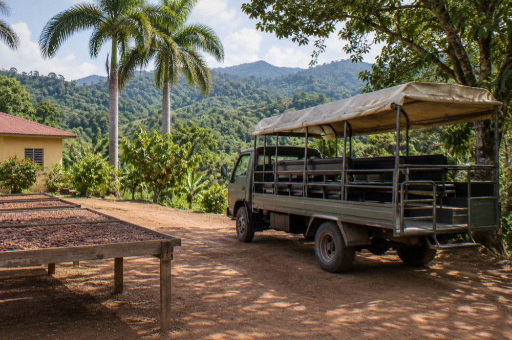 Open air safari truck parked on a red dirt track beside cacao drying racks and royal palms in shade