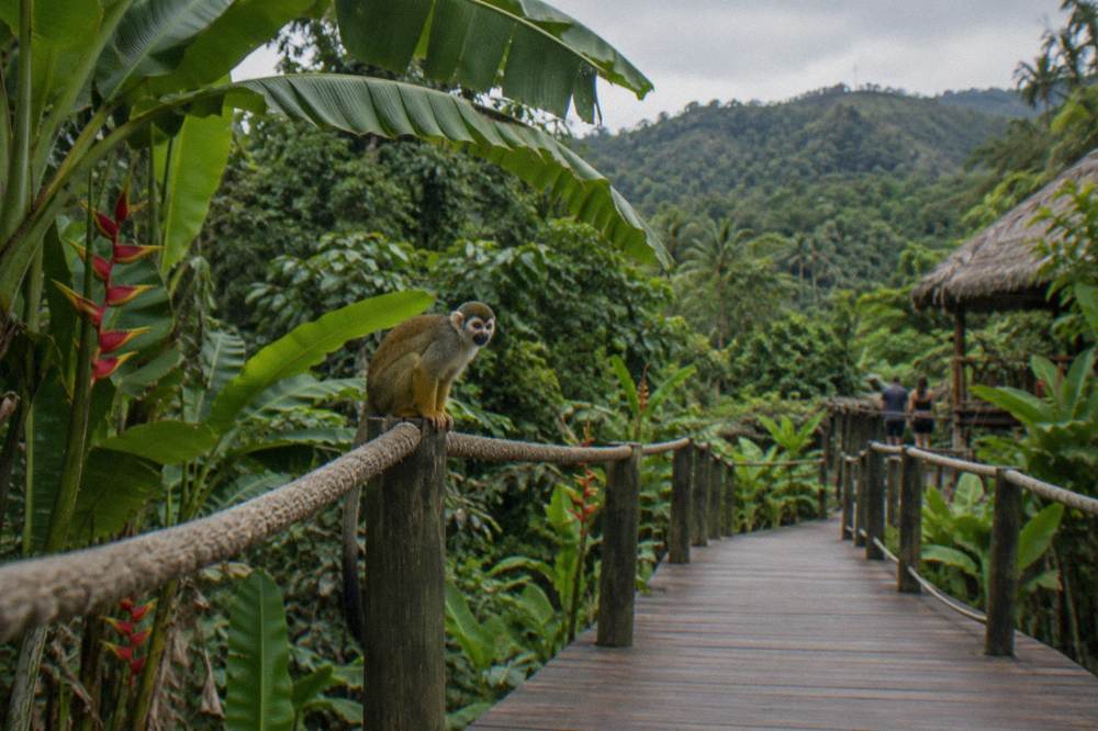Squirrel monkey perched on the rope rail of a wooden walkway under big leaves in a shaded forest