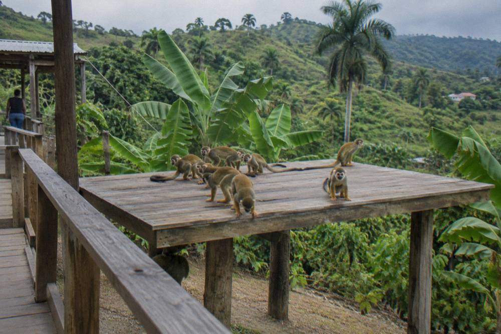 Squirrel monkeys clustered on a raised timber feeding platform with banana and palm leaves behind