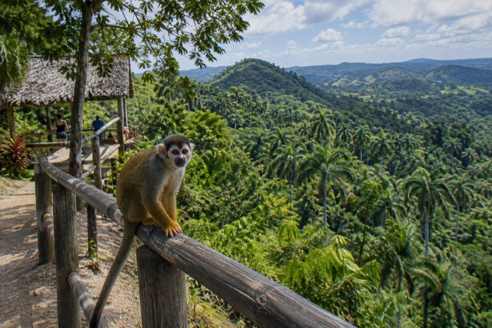 Squirrel monkey on a rope rail with layered green palm covered hills filling the view behind