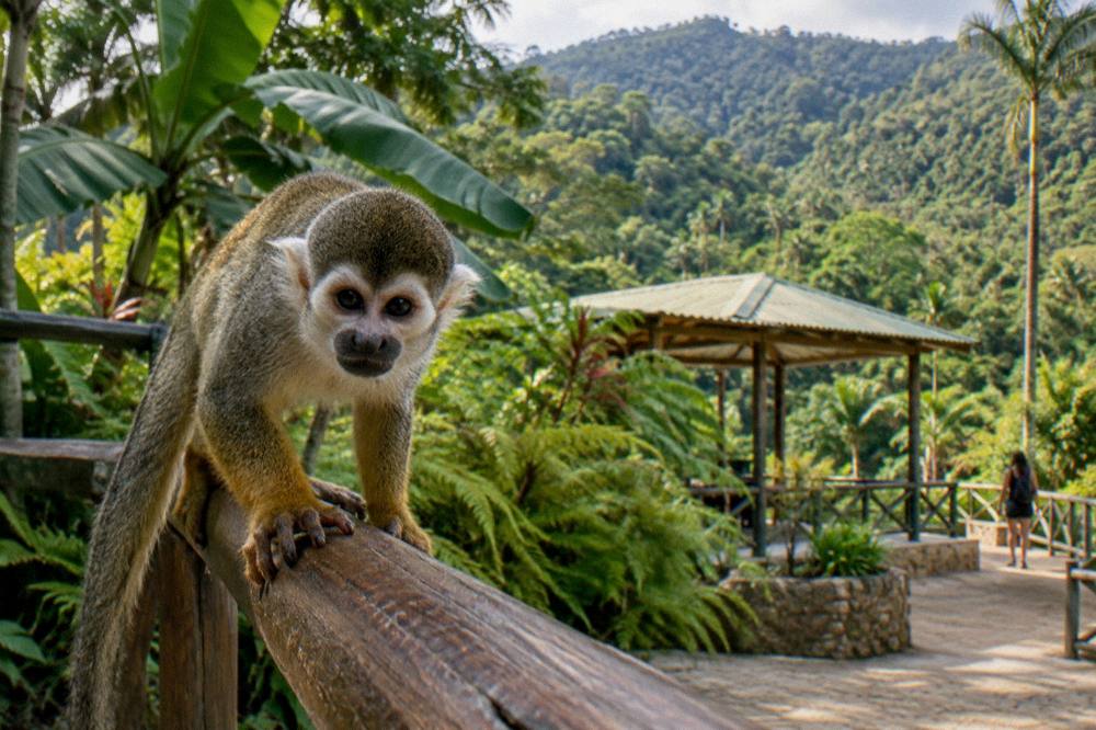 Squirrel monkey gripping a weathered wooden rail with ferns and banana leaves in a shaded forest park