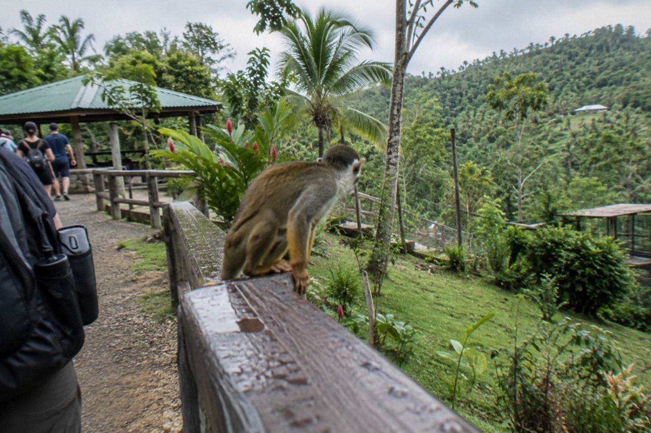 Squirrel monkey perched on a wooden railing in a misty fenced forest park with green hills behind