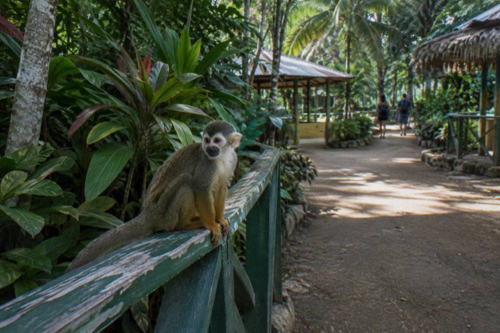 Squirrel monkey reaching for fruit on a wooden platform in tropical greenery