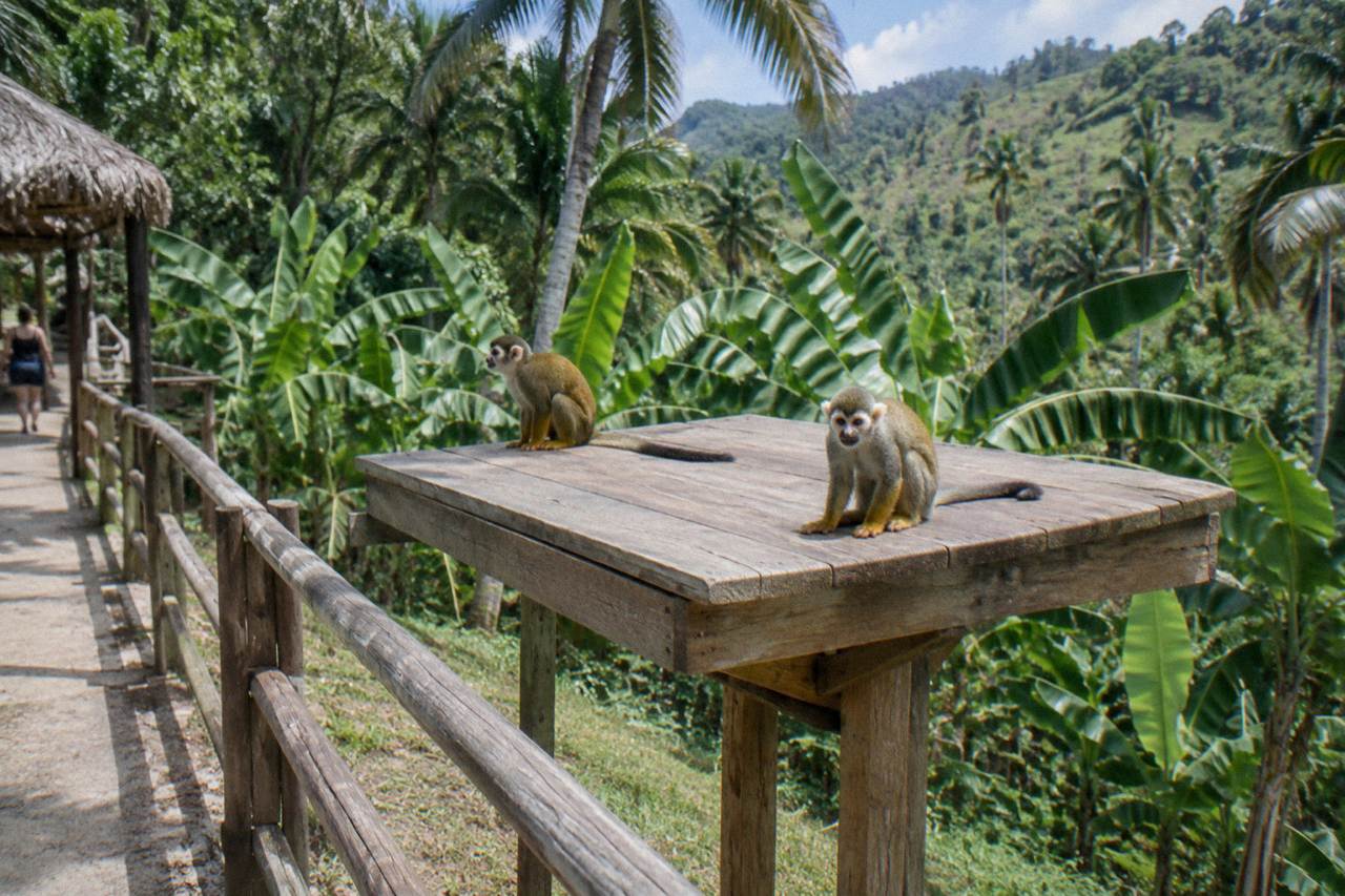Two squirrel monkeys perched on a raised wooden feeding platform in a fenced forest park