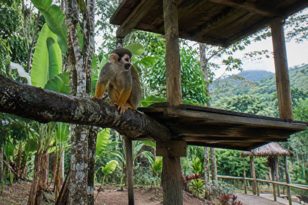 Squirrel monkey sitting on a dark branch above a wooden feeding platform with dense forest behind