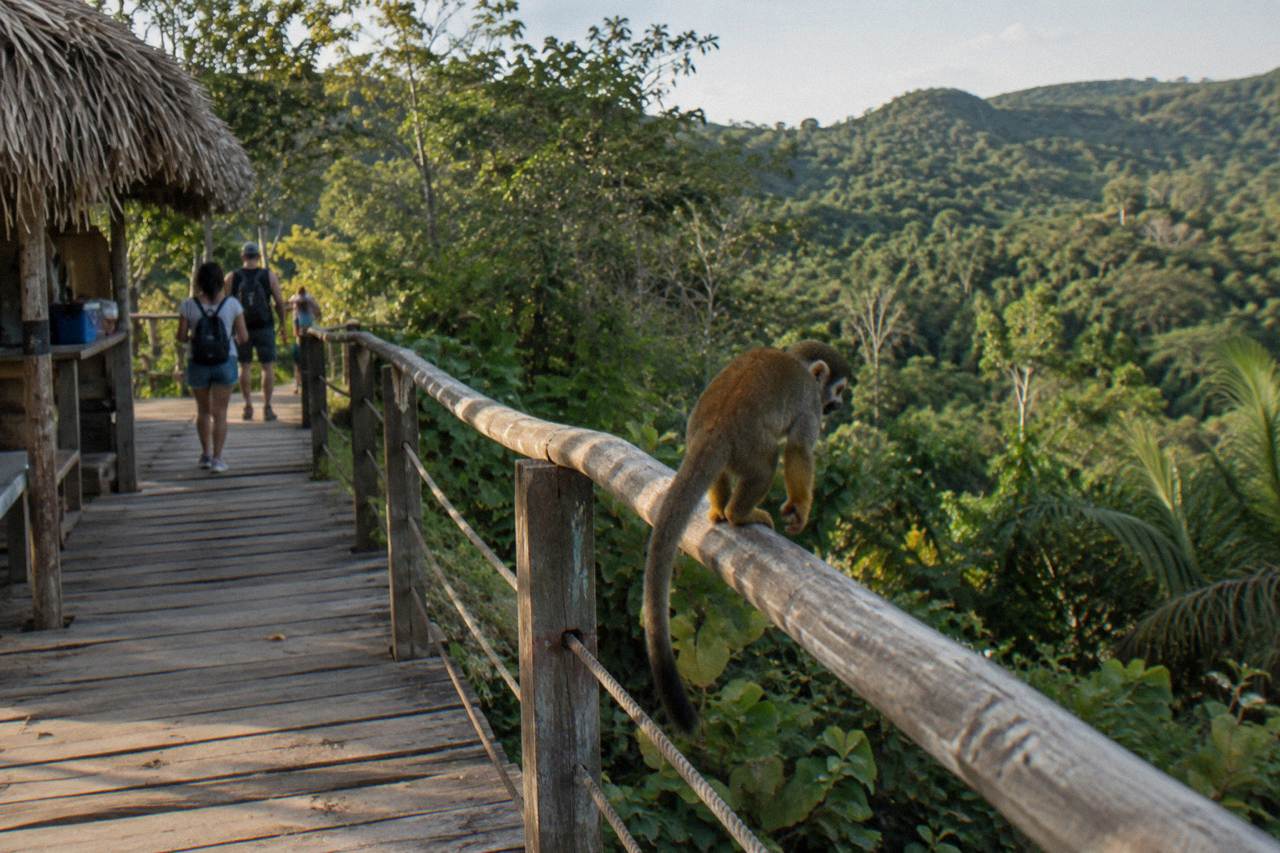 Squirrel monkey perched on a rope rail along a wooden walkway with dense canopy and rounded hills behind