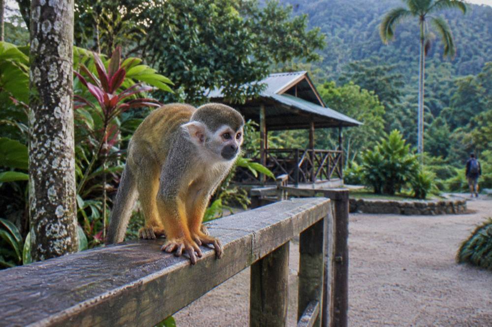 Squirrel monkey along a dew beaded wooden rail, soft light striping its fur, green forest behind.