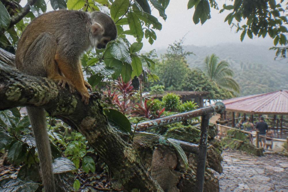 Squirrel monkey sitting on a mossy branch in a tropical garden sanctuary