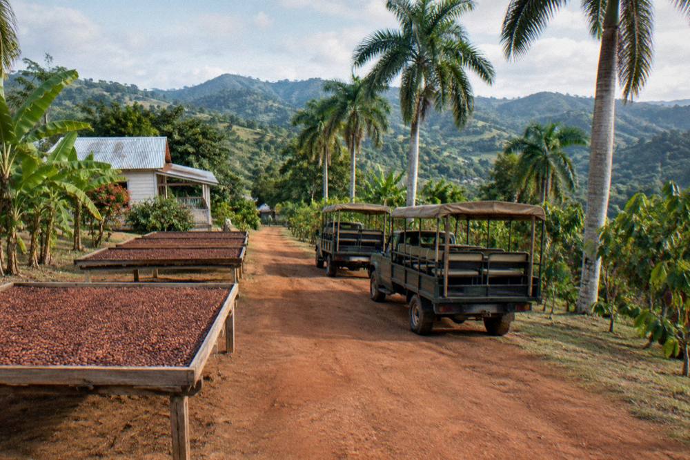 Two safari trucks parked on a red dirt track with cacao racks and royal palms, green hills behind.
