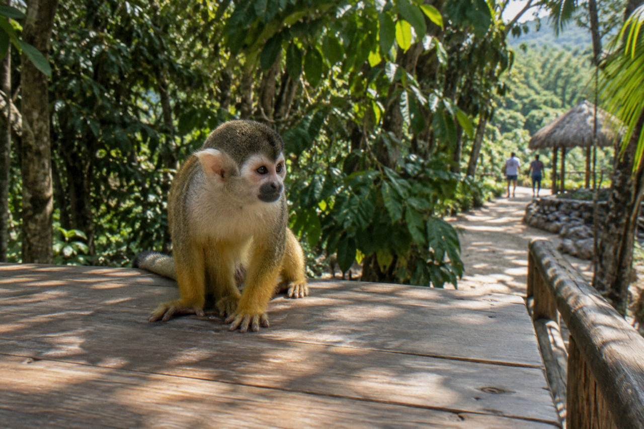 Squirrel monkey perched on an empty wooden feeding platform with dark green forest canopy behind