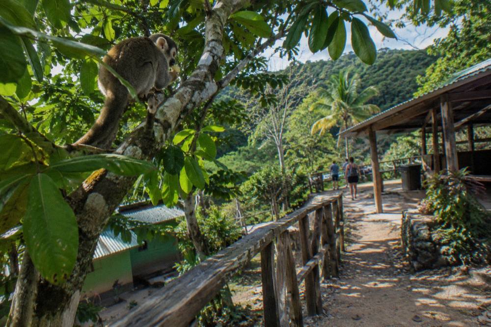 Squirrel monkey perched on a lichen covered guava branch, warm light through dense green canopy.