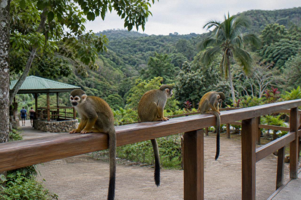 Three squirrel monkeys resting in a line on a wooden rail under green canopy, forested hills behind.