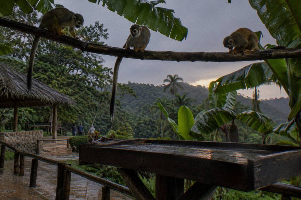 Three squirrel monkeys resting on a branch above a wooden platform, rain on banana leaves.