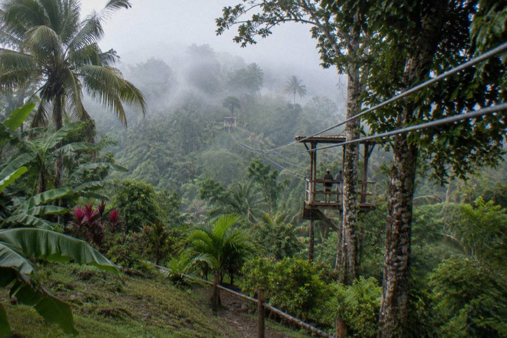 Visitors from behind watching monkeys move through a tropical enclosure
