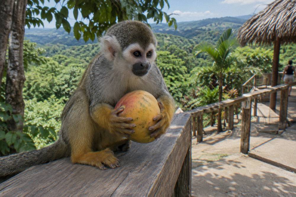 A squirrel monkey gripping a whole mango in both hands on a weathered wooden ledge, green canopy behind.
