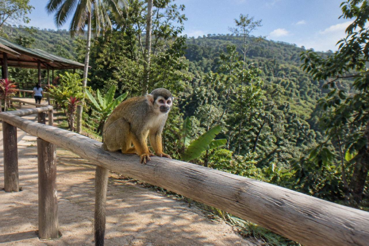 A squirrel monkey perched on a bare wooden rope rail, dense forest and layered canopy behind.