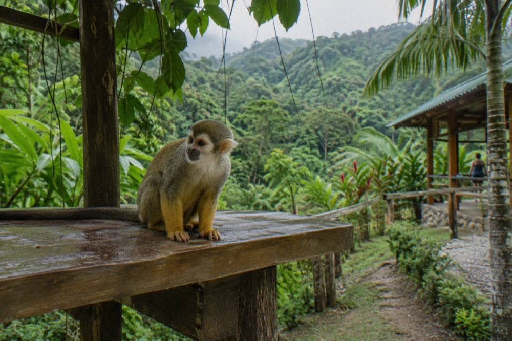 A squirrel monkey perched alone on a wet wooden platform beneath hanging vines, layered forest behind.
