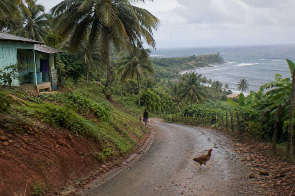 Country road winding through palm-covered hills in the Samana peninsula
