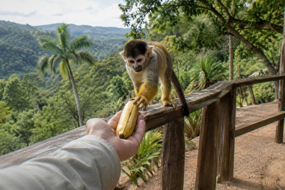 Squirrel monkey reaching for a banana in a keeper's open palm, dense forest canopy behind.