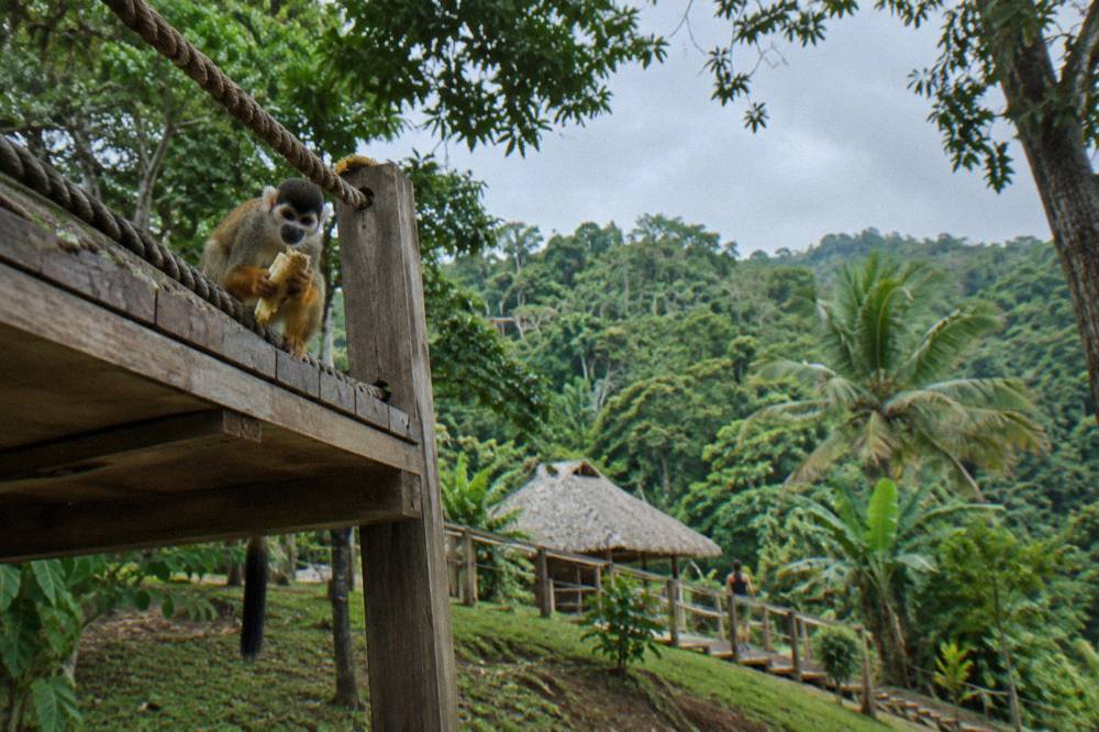 Squirrel monkey gripping banana on a wooden feeding platform with rope rails, hillside forest behind.