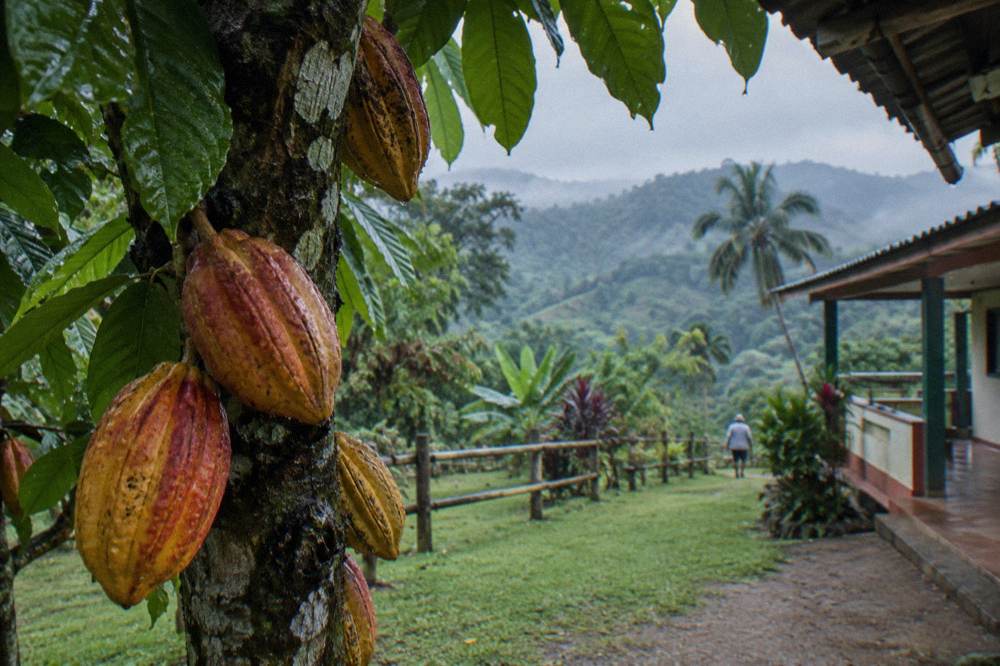 Ripe golden red cacao pods hanging from a tree trunk, dew on broad leaves, green slope behind.