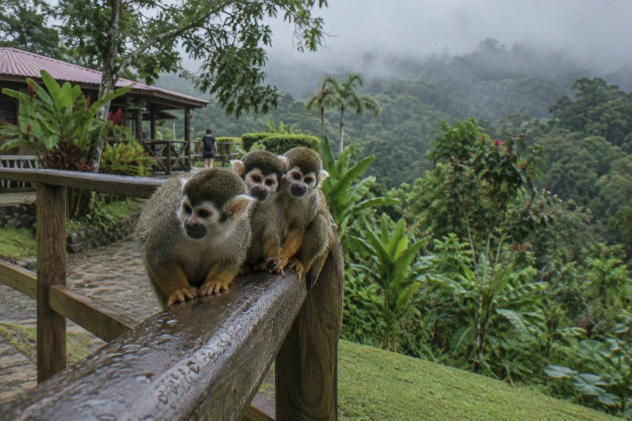 Three squirrel monkeys huddled on a wet wooden rail, misty hillside forest behind.
