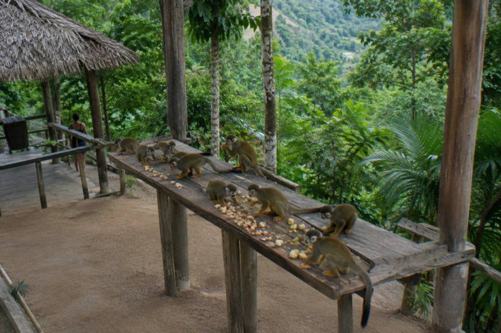 Squirrel monkeys clustered on a raised wooden feeding platform, dense green canopy behind.