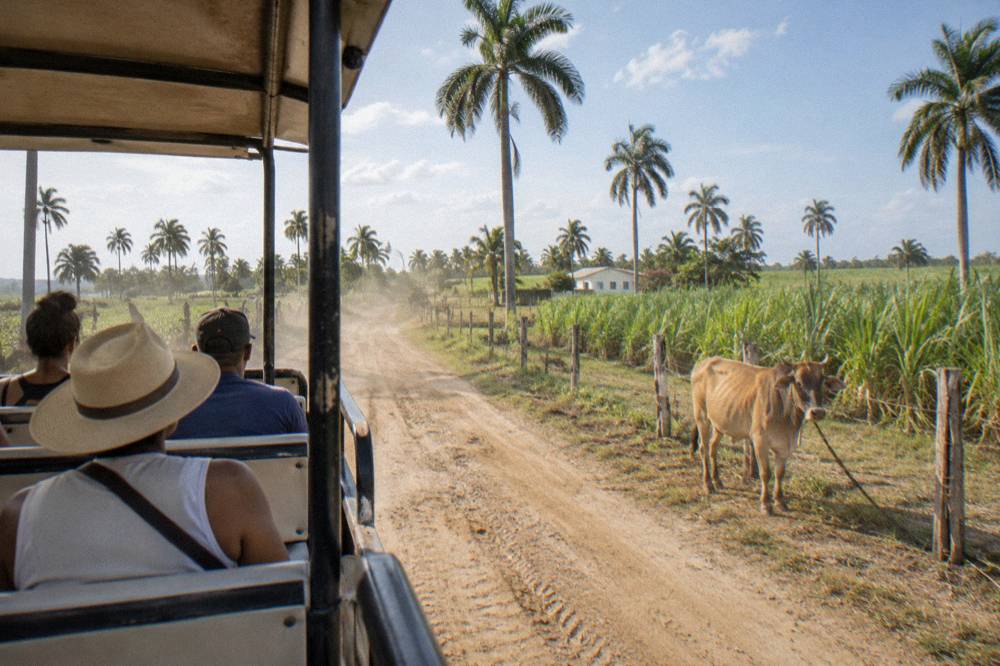 Sugarcane fields and tall royal palms along a rural road near Uvero Alto