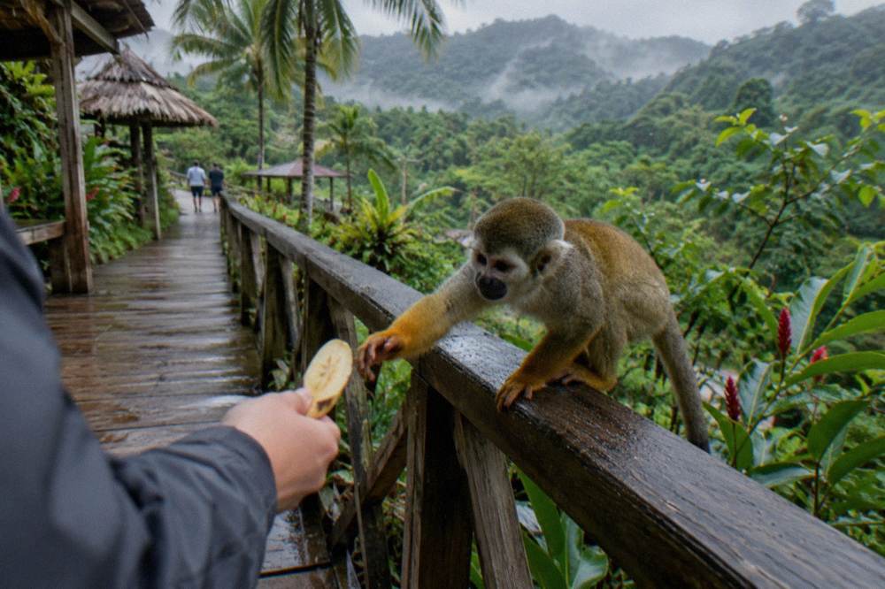 Squirrel monkeys eating fruit from a feeding station in a plantation