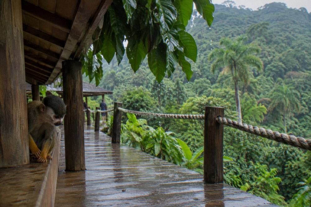 Squirrel monkey sheltering under a covered wooden walkway as rain drips from leaves, forest behind.