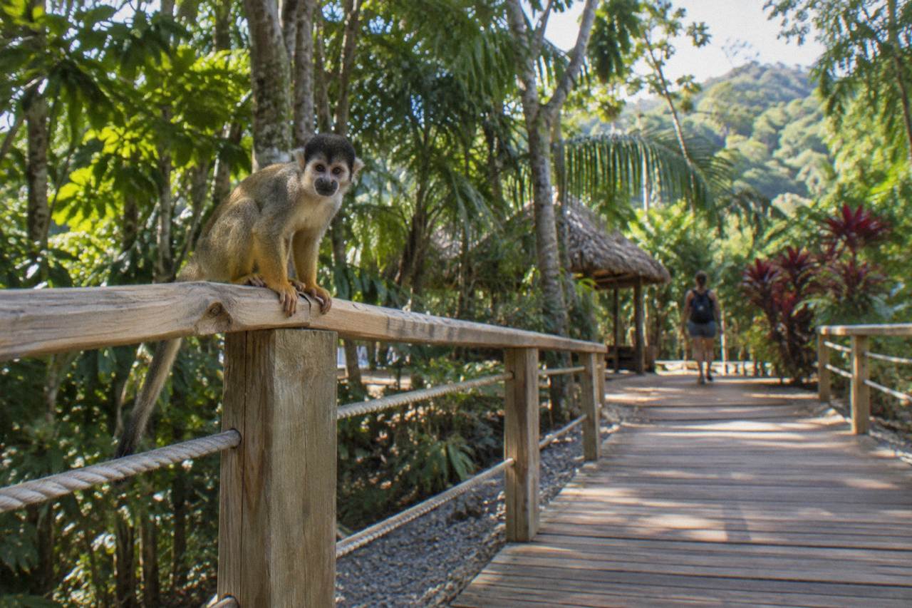 Squirrel monkey gripping a pale timber rope rail along a wooden walkway, forest canopy behind.