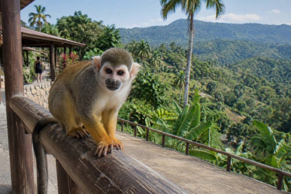 Squirrel monkey perched on a scratched timber rail, blurred tropical foliage and green canopy behind.