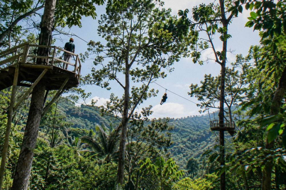Zipline cable stretching between timber platforms among tall trunks, dense green canopy overhead.
