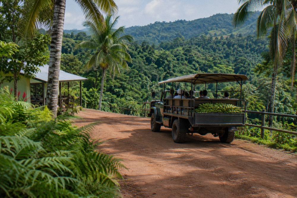 Safari truck idling at a forest edge with bananas stacked in its rear tray, green hills behind.