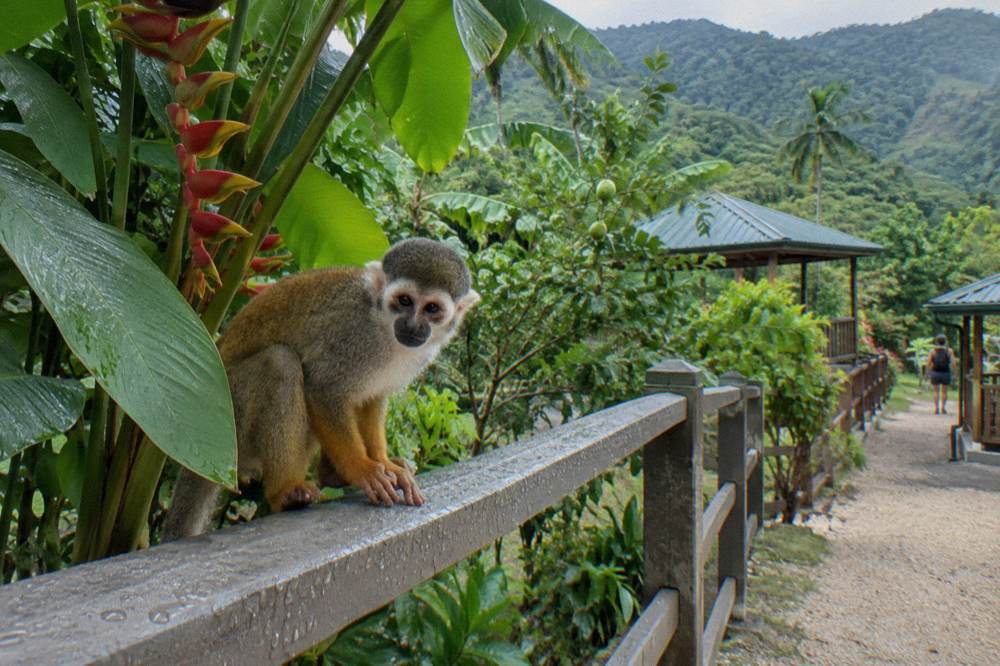 Squirrel monkey on a wet timber rail of a forest walkway with heliconia and dense green canopy behind