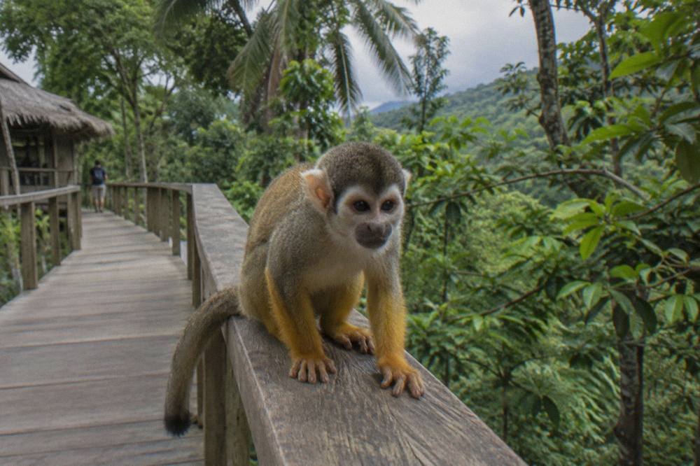 Squirrel monkey crouching on a weathered wooden platform with empty planks and forest canopy behind