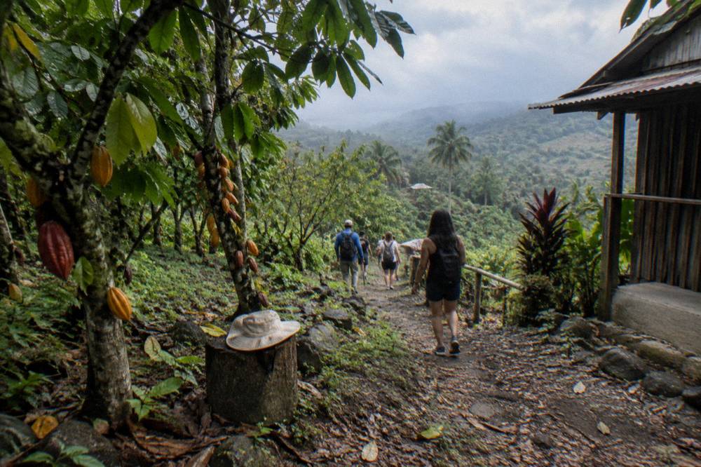 Guided group walking a shaded path through tropical vegetation toward a monkey park