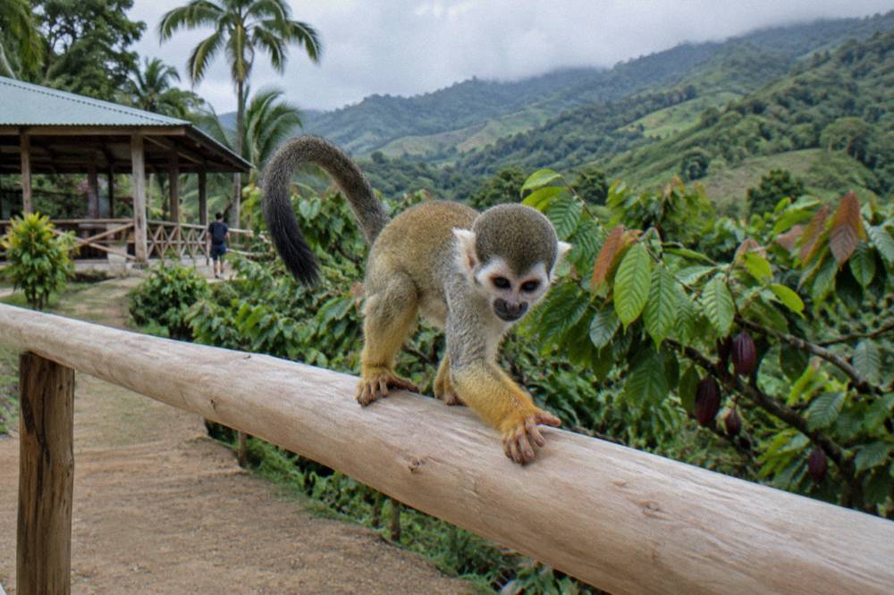 Squirrel monkey crouching on a pale wooden rail with damp cacao leaves and green slopes behind