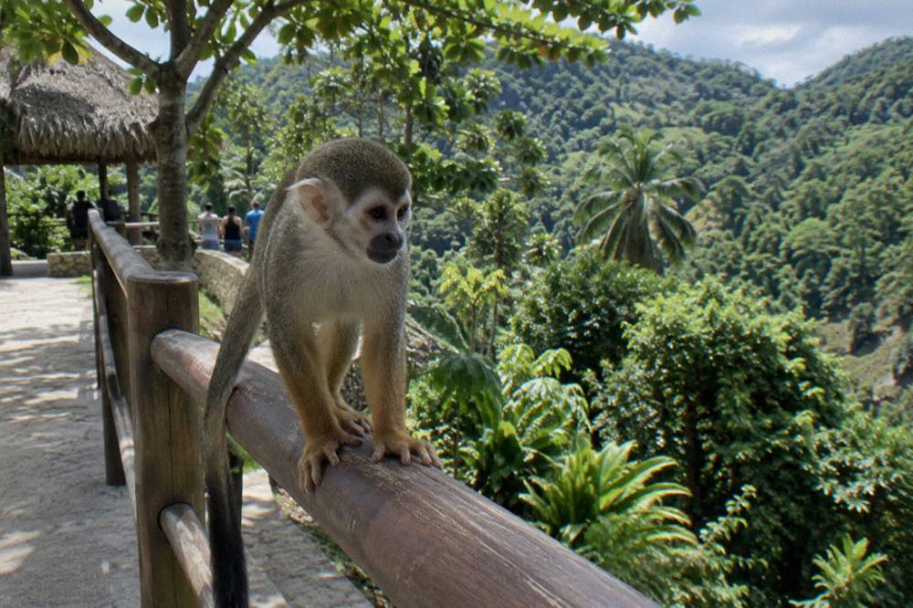 Small long tailed monkey gripping a wooden railing with steep forested hillsides behind