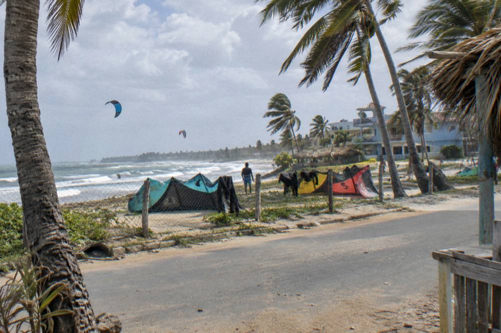 A row of palm trees along a coastal road with low buildings in the background