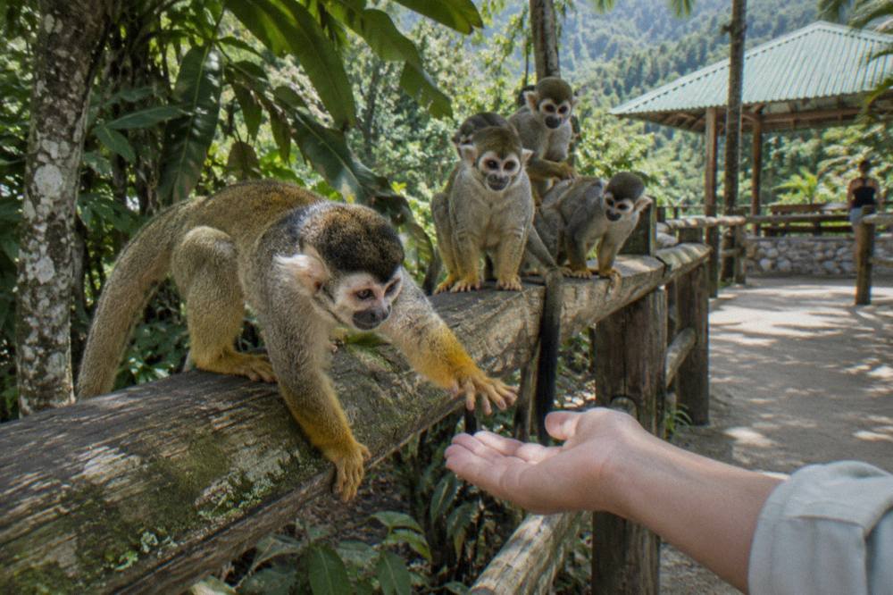 Squirrel monkeys clustered on a mossy wooden railing, one reaching toward a keeper's open palm