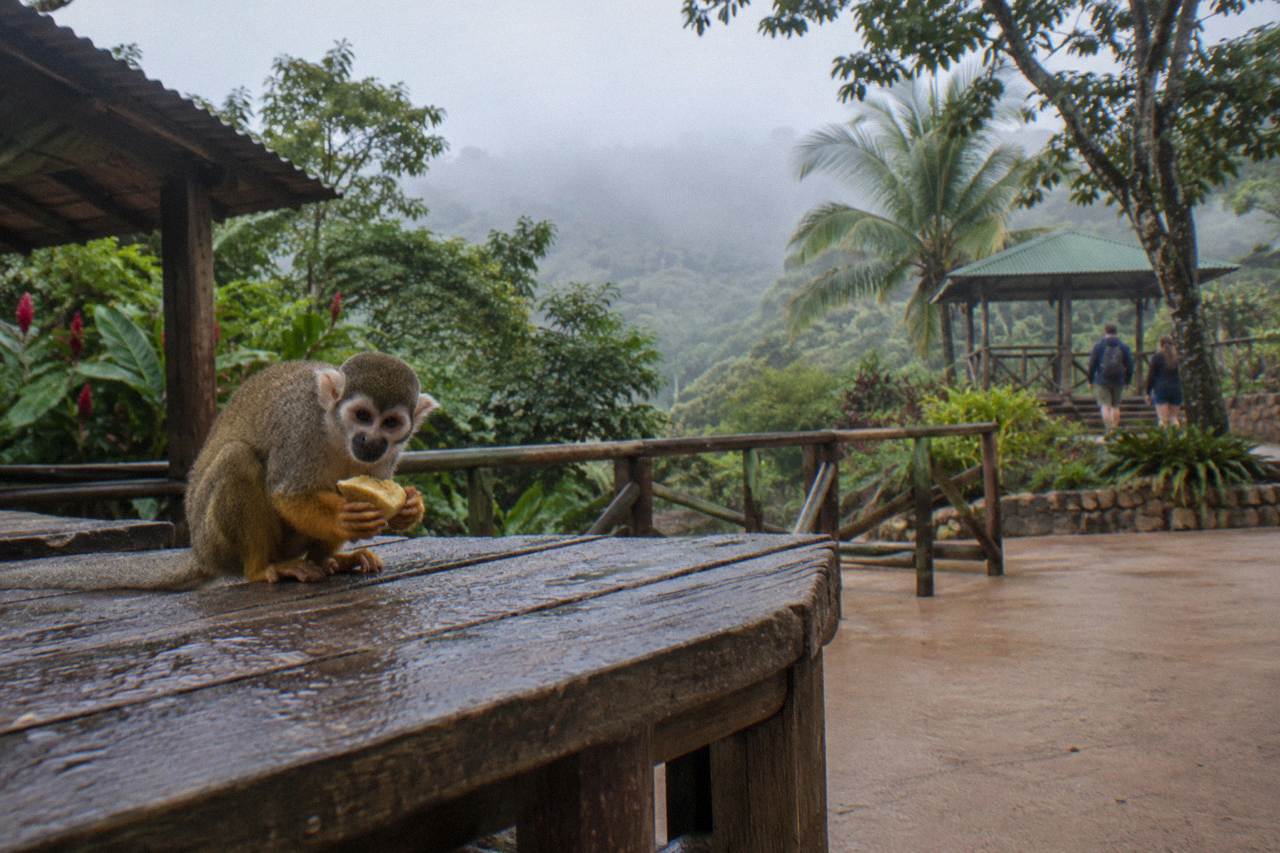Squirrel monkey holding fruit on a weathered wooden platform with fog in the green canopy behind