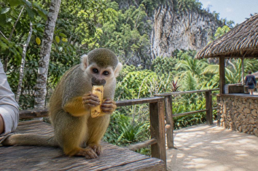 Squirrel monkey gripping a banana slice on a weathered feeding platform, cliff and foliage behind