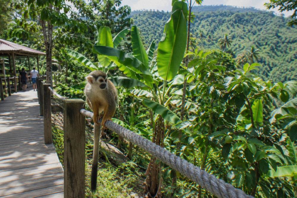 Squirrel monkey on a rope rail among banana and guava trees, sunlight filtering through the canopy