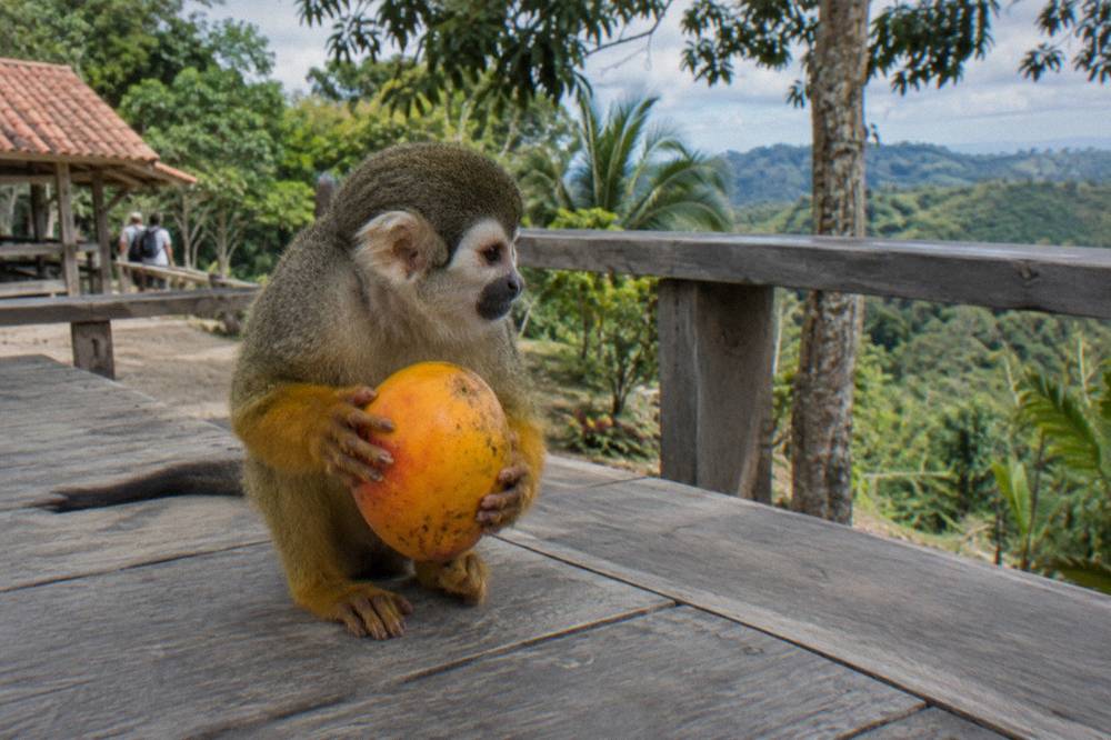 Squirrel monkey holding a ripe mango on a clean weathered feeding platform, forest canopy above