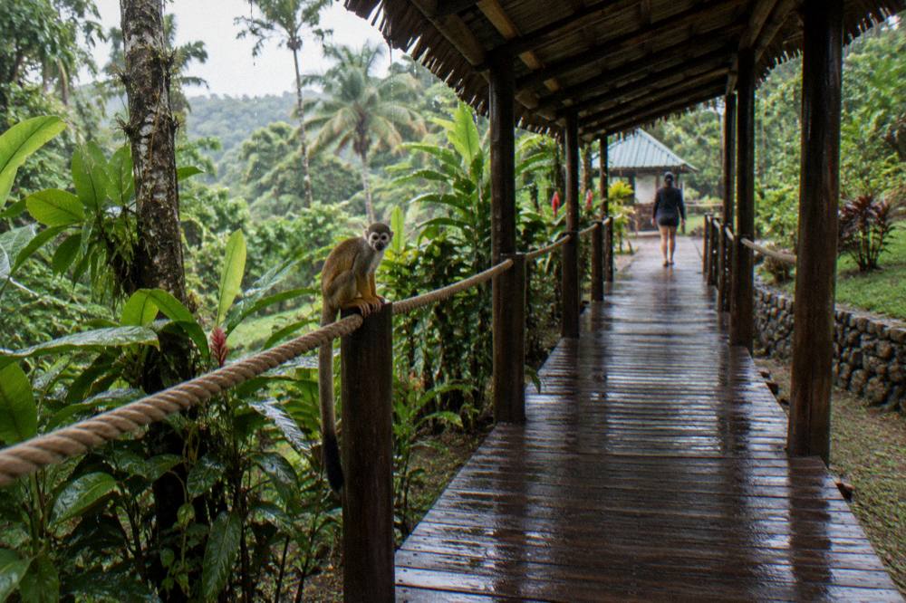 Squirrel monkey on a rope rail along a wet wooden walkway, rain dripping, dense foliage both sides