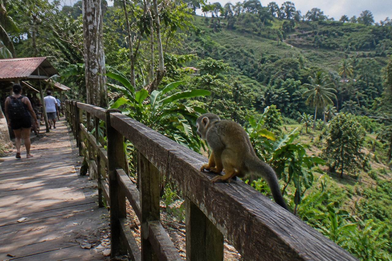 Squirrel monkey sitting upright on a rope rail along a wooden walkway with green hills behind